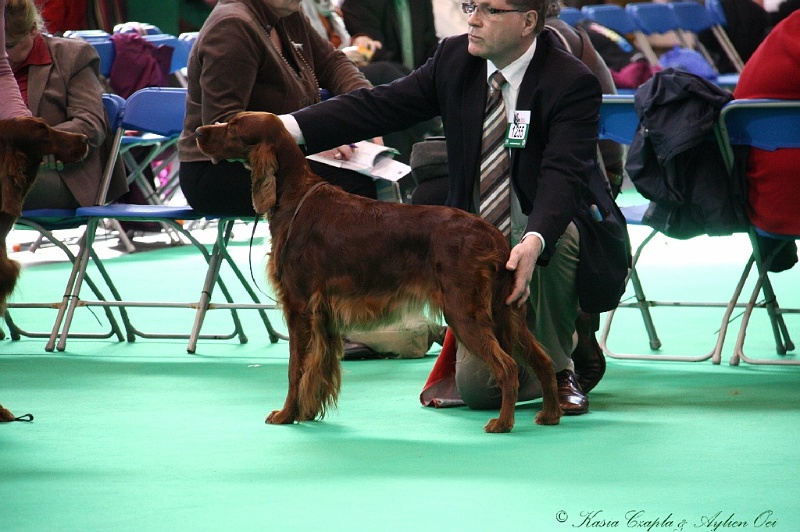 Crufts2011 627.jpg